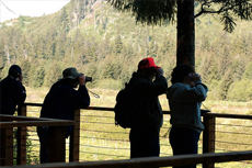Icy Strait Wildlife Tour cruise excursion